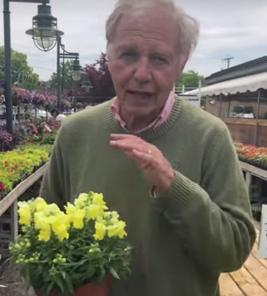 Tony's Tips: The colorful snapdragons and petunias